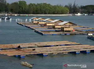 Nagan Raya Alokasi Anggaran Rp 1,6 Miliar Bangun Keramba Apung