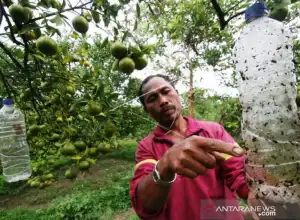 Hama Lalat Serang Empat Gampong di Aceh Barat
