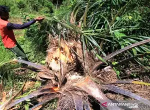 Gajah Obrak-Abrik Kebun Warga di Nagan Raya