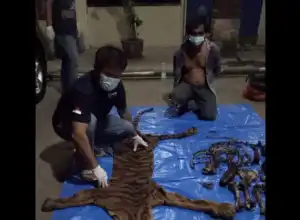 KLHK Tangkap Penjual Kulit dan Tulang Harimau Sumatera di Bengkulu