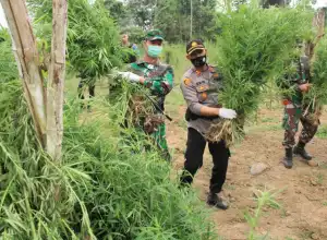 TNI-Polri Musnahkan 5 Hektar Ladang Ganja di Aceh Utara