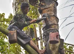 Akademisi: Tanaman Aren Miliki Potensi Besar untuk Dikembangkan