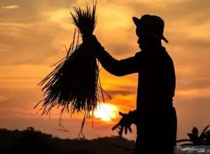 Pengamat: Induk BUMN Pangan Gabungkan Rantai Nilai Hulu Hingga Hilir