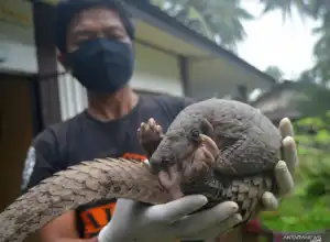 Jual Sisik Trenggiling, Dua Warga Ditangkap