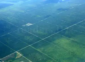 Menkeu: Pemanfaatan Hutan dan Lahan Bisa Turunkan CO2