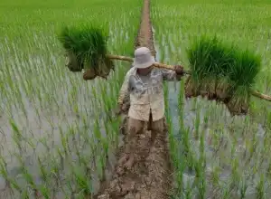 Aceh Tergetkan Sertifikasi 4.500 Ton Benih Padi pada 2021