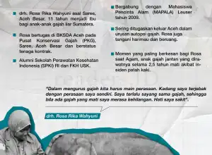 Infografis: Kisah Ibu Bagi Bayi Gajah di Aceh