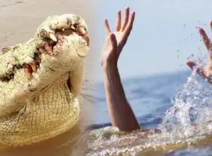 Berenang Mencari Ikan, Nelayan Pulau Banyak Tewas Diterkam Buaya