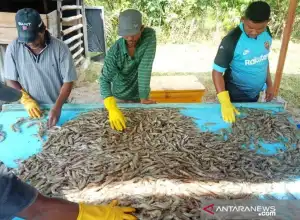 Aceh Timur Ditunjuk Jadi Daerah Produksi Udang Vaname di Indonesia