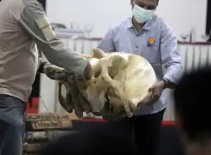 Foto Feature: Pelatihan Forensik Satwa Bagi Penegak Hukum