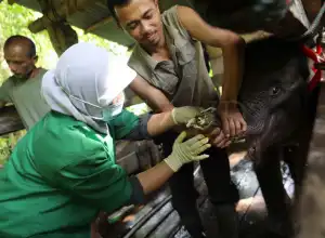 BKSDA Minta Warga Tidak Pasang Jerat di Hutan