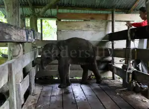 Anak Gajah yang Terkena Jerat di Aceh Jaya Akhirnya Mati