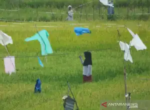 Petani di Abdya Keluhkan Hama Burung Pipit