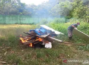 BKSDA Jambi Musnahkan Harimau Sumatra Mati Akibat Manultrisi Kronis