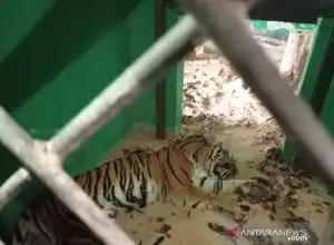 Terkam Warga, BKSDA dan Polisi Pasang Perangkap Untuk Tangkap Harimau