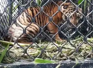 Seekor Harimau Masuk Perangkap BKSDA di Aceh Selatan