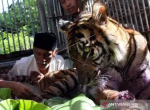 Harimau Sumatra Masuk Perkebunan Warga di Aceh Selatan