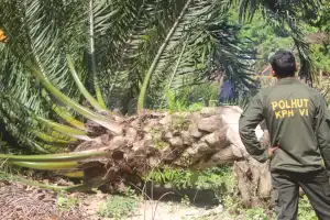 Foto Feature: Restorasi Kebun Sawit Jadi Hutan
