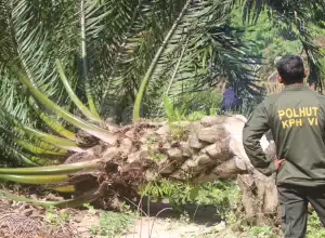 Tim BBTNGL Dipukuli Puluhan Oknum Warga di Aceh Tamiang