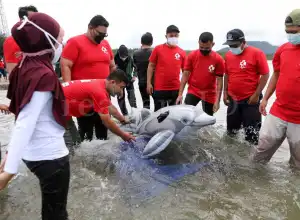 WWF: 444 Kali Mamalia Laut Terdampar di Indonesia dalam Lima Tahun