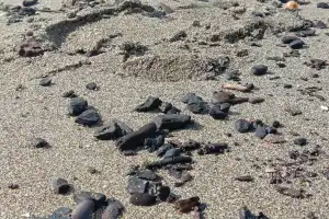 DPRA Minta Dinas ESDM Tindak Perusahaan Batu Bara yang Cemari Laut