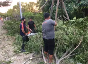 Dua Warga Luka Parah Usai Tertimpa Pohon di Aceh Besar