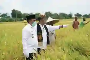 Aceh Besar Siap Kembangkan Food Estate