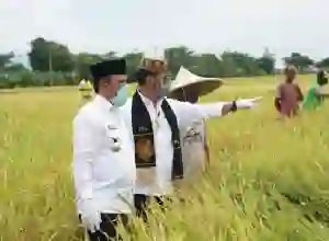 Aceh Besar Siap Kembangkan Food Estate