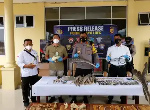 Polres Gayo Lues Tangkap 2 Pelaku Penjual Organ Tubuh Satwa Liar 