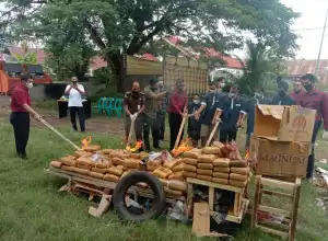 Polda Aceh Musnahkan Ratusan Kilogram Ganja