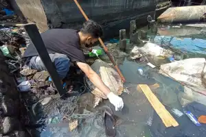 Penyu Lekang Ditemukan Mati dengan Kondisi Leher Bengkak