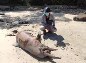 Seekor Lumba-Lumba Ditemukan Mati di Pantai Tapanuli Tengah