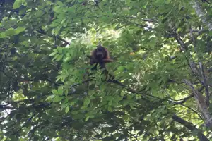 Dua Orangutan Sumatera Dilepasliarkan di Cagar Alam Jantho