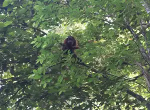 Dua Orangutan Sumatera Dilepasliarkan di Cagar Alam Jantho