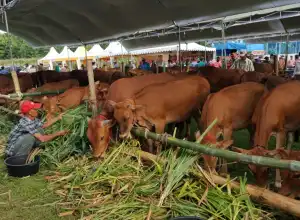 Ketersediaan Hewan Kurban di Banda Aceh Capai 1.953 Ekor