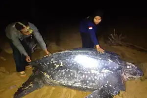 Penyu Terbesar Muncul di Pantai Paloh