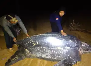 Penyu Terbesar Muncul di Pantai Paloh