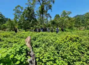 USK dan BRIN Terapkan Inovasi Nilam di Gampong Geunteut Aceh Besar