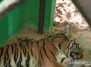 BKSDA Jambi Rehabilitasi Harimau Sumatra yang Masuk Perangkap