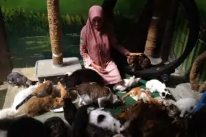 Natalina, Sang Penyelamat Kucing Jalanan