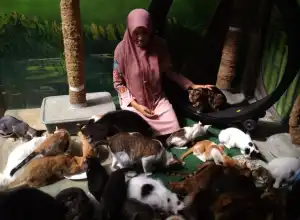 Aceh Lakukan Vaksinasi Rabies untuk Hewan Peliharaan