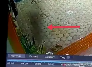 Diduga Babi Ngepet Terekam CCTV di Aceh Barat