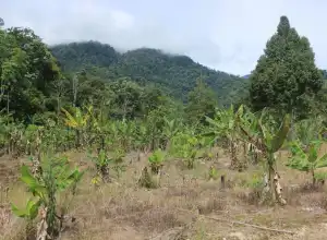 Hawa Jenggala dari Tepi Leuser