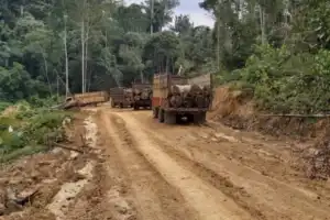 Perusahaan Sawit NYB di Aceh Mulai Masuk ke KEL Abaikan Moratorium