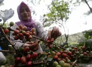 Kementan Tantang Universitas Syiah Kuala Kembangkan Kopi Gayo