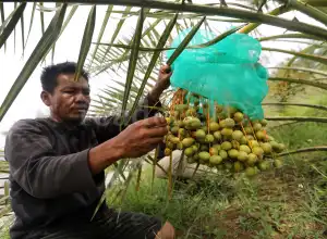 Foto Feature: Panen Kurma Untuk Konsumsi Ramadan