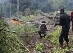 Bareskrim Musnahkan 7 Hektar Ladang Ganja di Beutong Ateuh Banggalang
