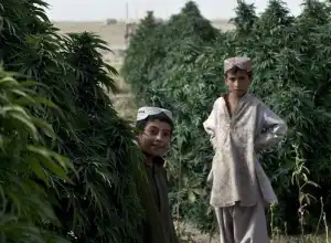 Selain Opium, Ganja Jadi Andalan Taliban di Afghanistan