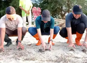 Puluhan Tukik Tuntong Laut Dilepaskan di Objek Wisata Ujung Tamiang