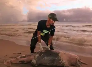 Seekor Lumba-Lumba Ditemukan Mati di Pantai Aceh Selatan